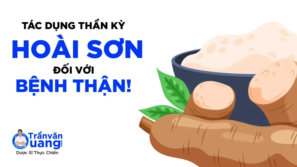 Lợi ích của CỦ MÀI trong điều trị bệnh thận?