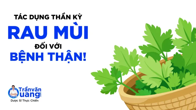 Tác dụng của rau mùi đối với bệnh thận